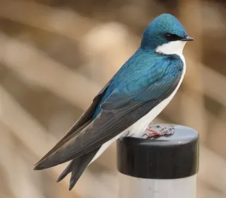 Photo 1/1 of Tree Swallow (Tachycineta bicolor)