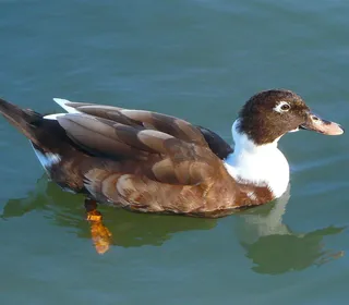 Photo 5/30 of Mallard (Anas platyrhynchos)
