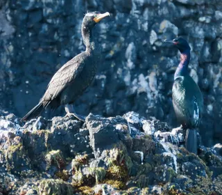 Photo 6/7 of Double-crested Cormorant (Nannopterum auritum)