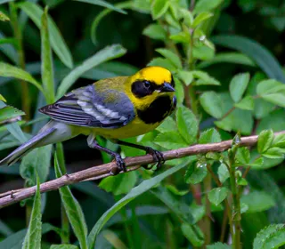 Photo 2/2 of Blue-winged Warbler (Vermivora cyanoptera)