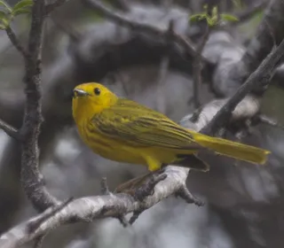 Photo 14/28 of Yellow Warbler (Setophaga petechia)