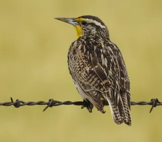 Photo 3/3 of Western Meadowlark (Sturnella neglecta)