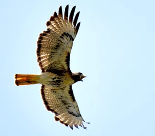 Photo 16/20 of Red-tailed Hawk (Buteo jamaicensis)
