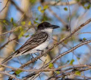 Photo 23/30 of Eastern Kingbird (Tyrannus tyrannus)