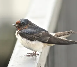 Photo 7/10 of Barn Swallow (Hirundo rustica)
