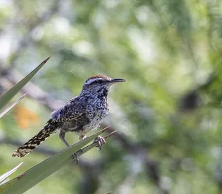 Photo 5/5 of Cactus Wren (Campylorhynchus brunneicapillus)