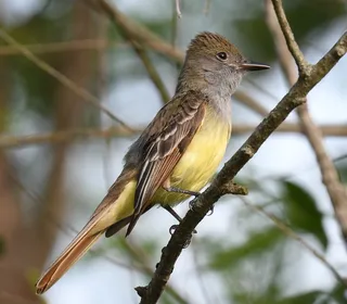 Photo 1/1 of Great Crested Flycatcher (Myiarchus crinitus)
