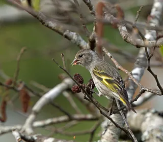 Photo 3/5 of Pine Siskin (Spinus pinus)