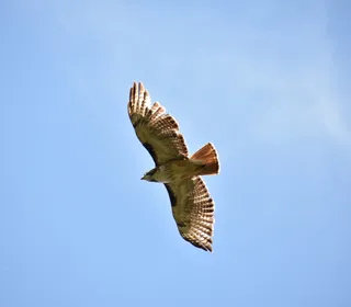 Photo 14/20 of Red-tailed Hawk (Buteo jamaicensis)