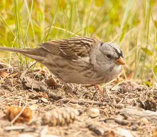 Photo 9/9 of White-crowned Sparrow (Zonotrichia leucophrys)
