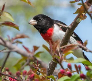 Photo 1/2 of Rose-breasted Grosbeak (Pheucticus ludovicianus)