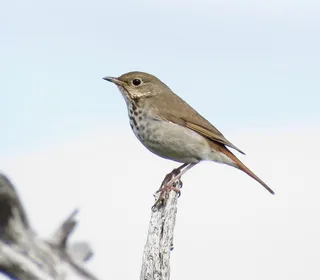 Photo 8/9 of Hermit Thrush (Catharus guttatus)