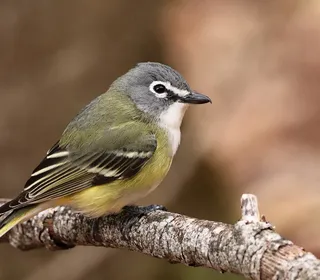 Photo 1/5 of Blue-headed Vireo (Vireo solitarius)