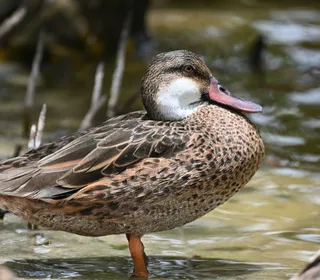 Photo 24/30 of Mallard (Anas platyrhynchos)
