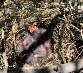 Photo 2/5 of Abert's Towhee (Melozone aberti)