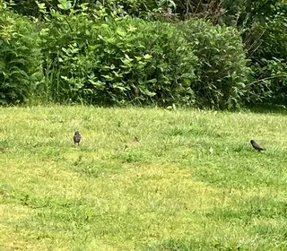 Photo 4/5 of Brown-headed Cowbird (Molothrus ater)