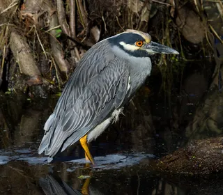 Photo 3/7 of Yellow-crowned Night Heron (Nyctanassa violacea)