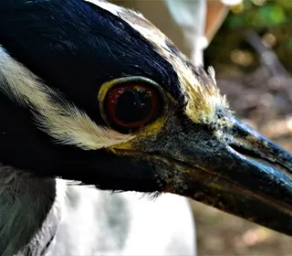 Photo 5/7 of Yellow-crowned Night Heron (Nyctanassa violacea)