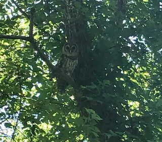 Photo 6/6 of Barred Owl (Strix varia)