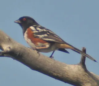 Photo 12/17 of Spotted Towhee (Pipilo maculatus)