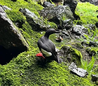 Photo 2/5 of Pigeon Guillemot (Cepphus columba)