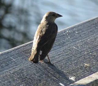 Photo 5/5 of Brown-headed Cowbird (Molothrus ater)