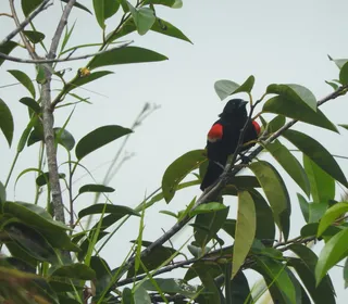 Photo 9/19 of Red-winged Blackbird (Agelaius phoeniceus)