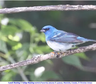 Photo 2/4 of Indigo Bunting (Passerina cyanea)