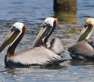 Photo 4/6 of Brown Pelican (Pelecanus occidentalis)