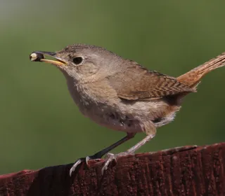 Photo 4/28 of Northern House Wren (Troglodytes aedon)