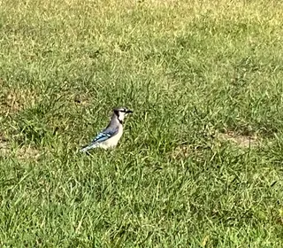 Photo 5/6 of Blue Jay (Cyanocitta cristata)