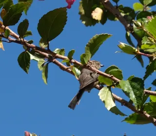 Photo 8/10 of Bushtit (Psaltriparus minimus)