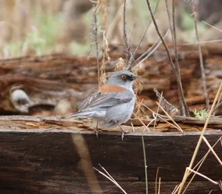 Photo 21/23 of Dark-eyed Junco (Junco hyemalis)