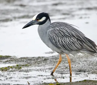 Photo 3/19 of Black-crowned Night Heron (Nycticorax nycticorax)