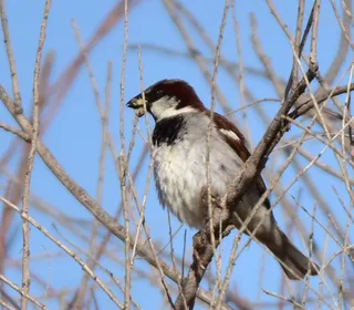 Photo 10/16 of House Sparrow (Passer domesticus)