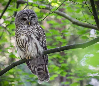 Photo 2/6 of Barred Owl (Strix varia)