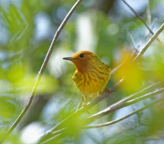 Photo 18/28 of Yellow Warbler (Setophaga petechia)