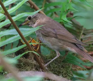 Photo 3/6 of Swainson's Thrush (Catharus ustulatus)