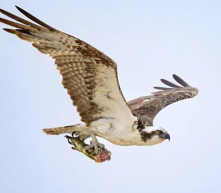 Photo 1/5 of Osprey (Pandion haliaetus)