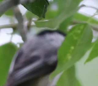 Photo 8/10 of Black-capped Chickadee (Poecile atricapillus)