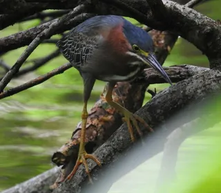 Photo 5/6 of Green Heron (Butorides virescens)