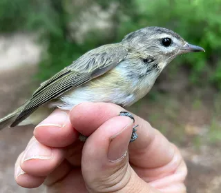 Photo 5/5 of Warbling Vireo (Vireo gilvus)