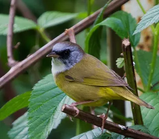 Photo 10/13 of Common Yellowthroat (Geothlypis trichas)