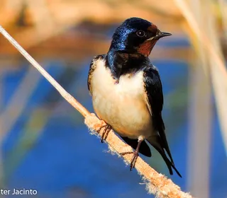 Photo 2/10 of Barn Swallow (Hirundo rustica)