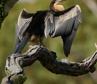 Photo 5/5 of Anhinga (Anhinga anhinga)