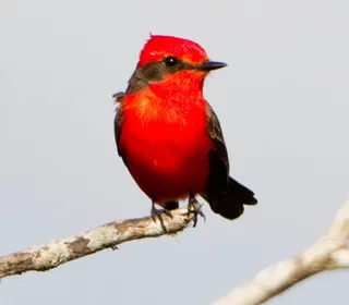Photo 4/10 of Vermilion Flycatcher (Pyrocephalus rubinus)