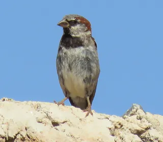Photo 7/16 of House Sparrow (Passer domesticus)