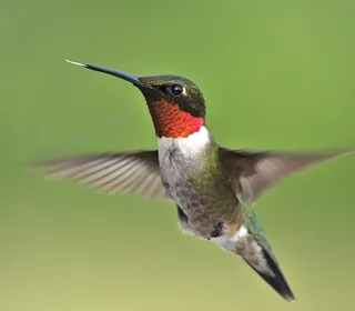 Photo 1/2 of Ruby-throated Hummingbird (Archilochus colubris)