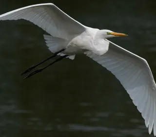 Photo 3/8 of Great Egret (Ardea alba)