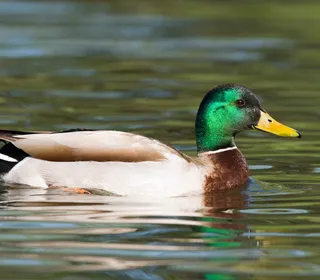 Photo 8/30 of Mallard (Anas platyrhynchos)